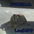 LucidPP