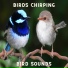 Bird Sounds