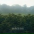 And Also The Trees