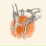 Alder Is
