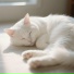 Cat Guitar, Cat Puppet Parade, Cat and Dog Music