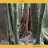 Tom Lum Forest