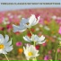 Beautiful Orchestral Classical Music