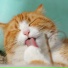Плейлист для кошек, CAT&CAT