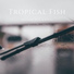 Tropical Fish