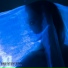 Transviolet