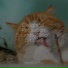 RelaxMyCat, Music For Cats, Music for Cats Deluxe