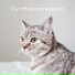 Kitty Lullabies Music Collection