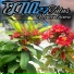 ELNA27