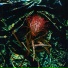 Ethrelite