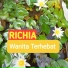 Richia