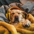Dog Whisper, Dog Sleep Academy, Tibetanian