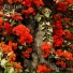 Castus