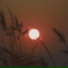 Morning Haze