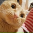 RedHeadCat