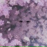 nineki