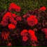 Floweret