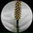 Aural