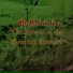 McHollander