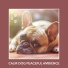 Dog Chill Out Music