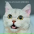 Музыка для кошек виброфон
