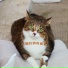 猫咪音乐