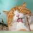 Jazz Music Therapy for Cats, Cats Music Zone
