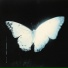 .diedlonely, Jay Karin