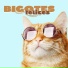 Musica para Gatos