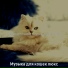 Музыка для кошек люкс