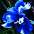 Linhold