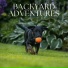 Music For Dogs