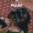 Pulso