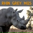 Rhin Grey Mus