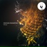 Veles (LB), Dub Abstract
