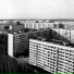 Коля Стравинский