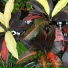 Lillora Moss