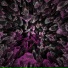 Alma Digital