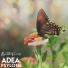 Psylone, Adea