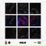 Mizo-H