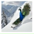 Flap PeaCock