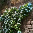 Ponce
