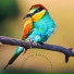 Sleepy Bird Sounds
