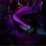 Roses Died