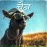 ShivAdapt