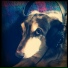 Love Is a Dog from Nebraska
