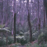 Rainfall, Ambient Music Therpy, Sleep Waves