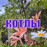 ваня и