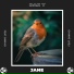 Dan T