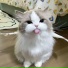 Dev1lHawk, Dev1lCat, xaviorthemachine